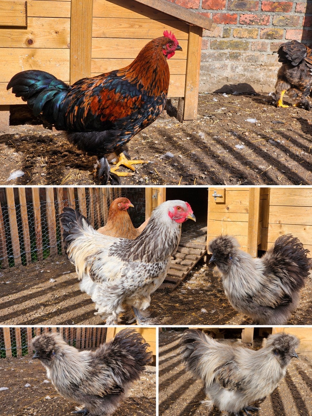 4 hanen  5maanden oud, Dieren en Toebehoren, Mannelijk, Kip