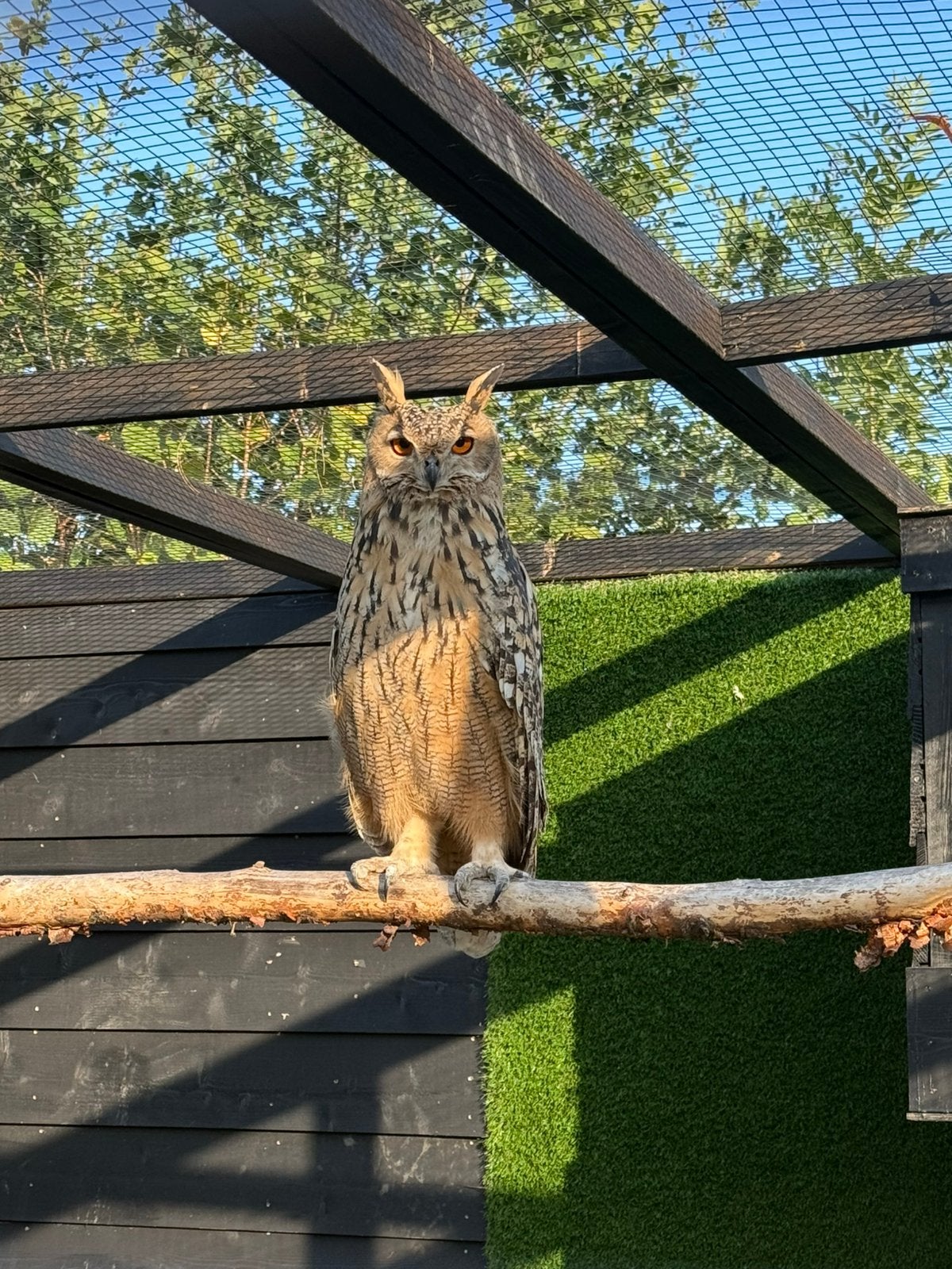 Koppel bengaalse oehoe, Roofvogel