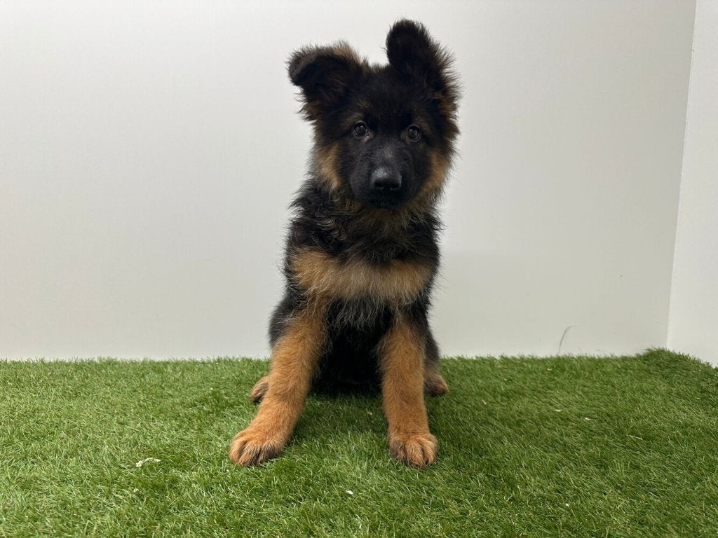 Langharige Duitse Herder pups, België, 8 tot 15 weken, Parvo, Meerdere