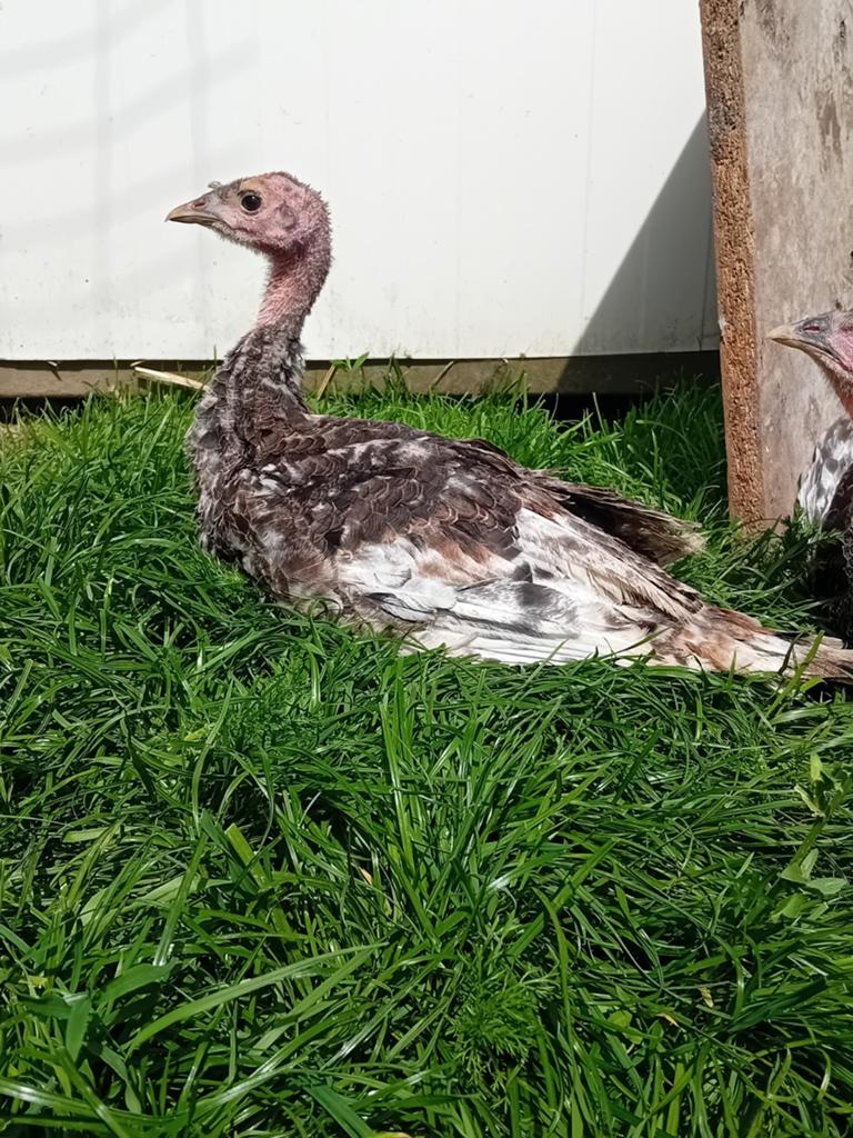 Brons kalkoen hen, Dieren en Toebehoren, Pluimvee, Kalkoen