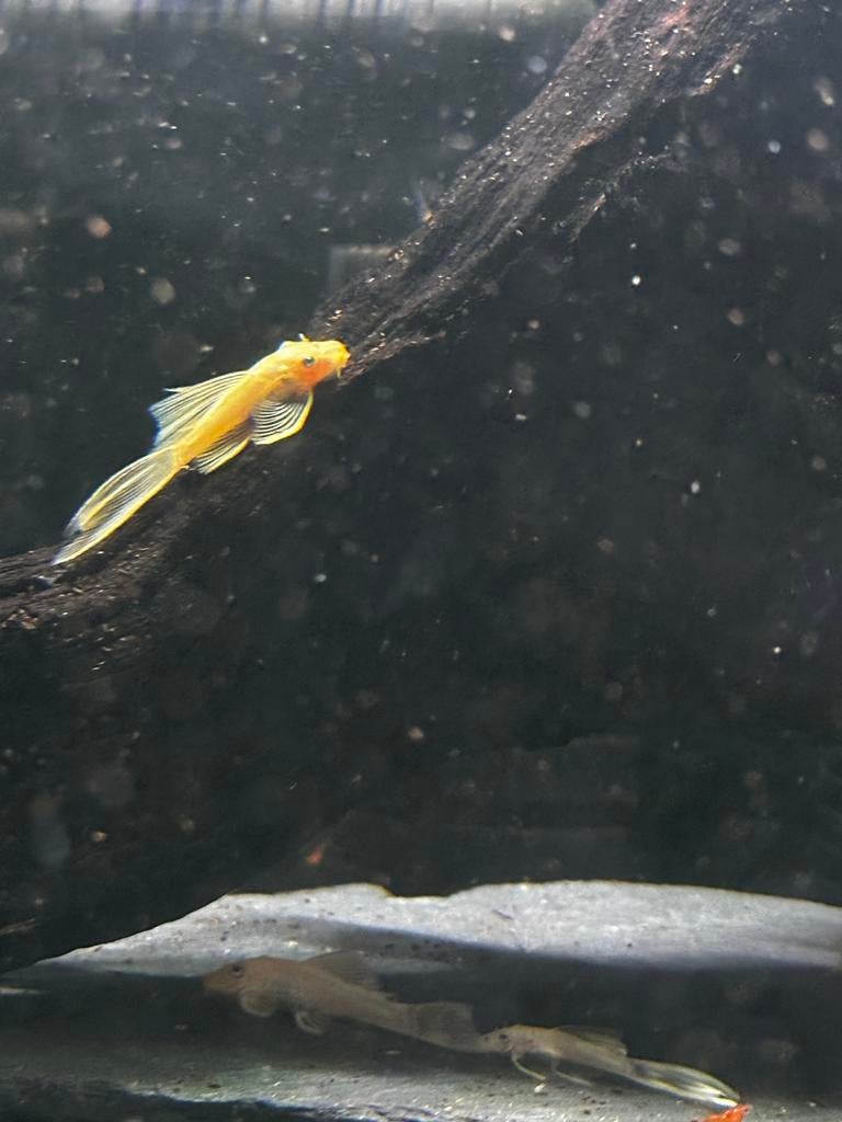 Ancistrus L144 yeux bleus à longues nageoires, Poisson, Poisson d'eau douce