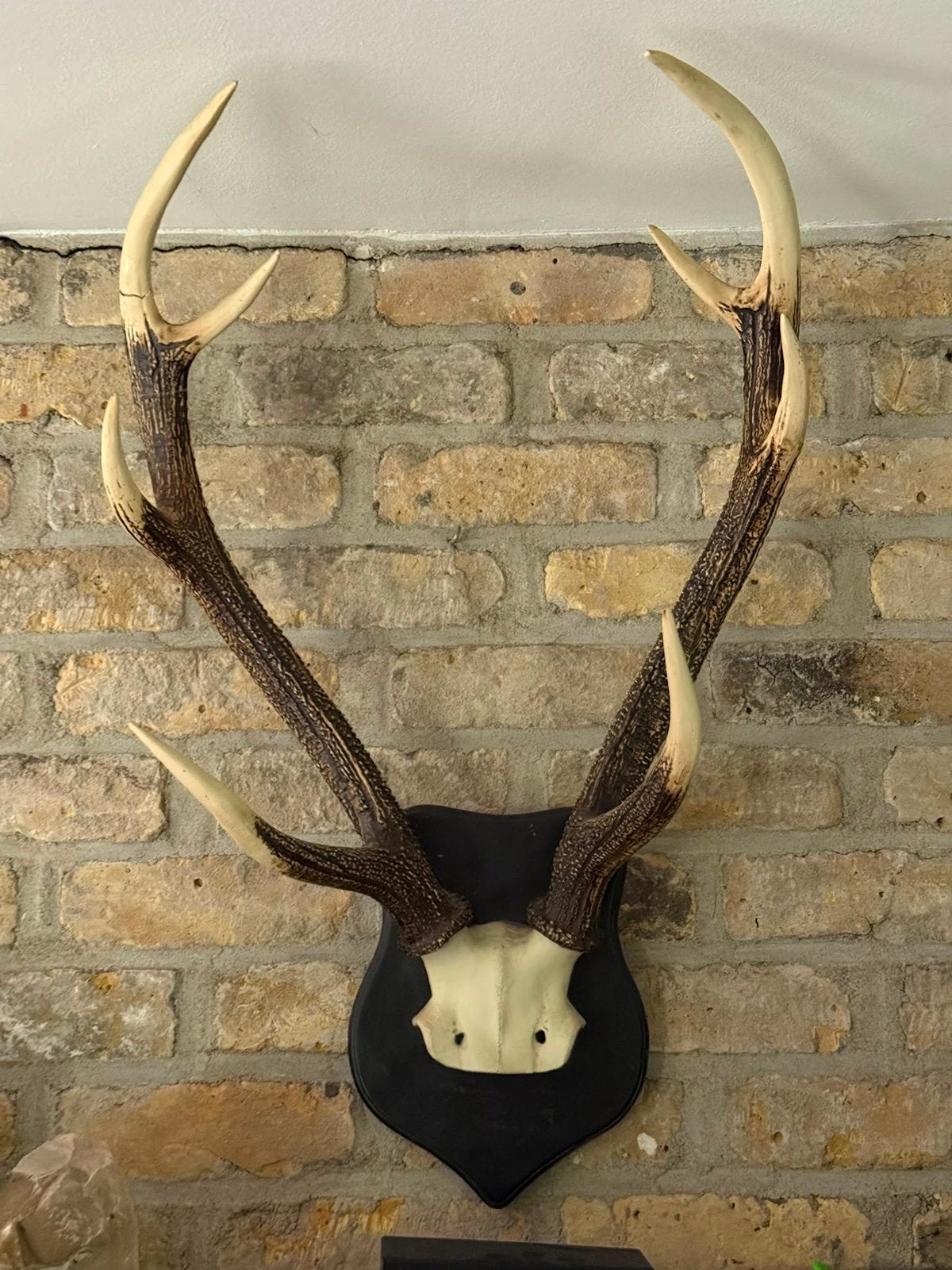 Gewei op houten schild – Decoratieve wandtrofee, Ophalen, Gebruikt
