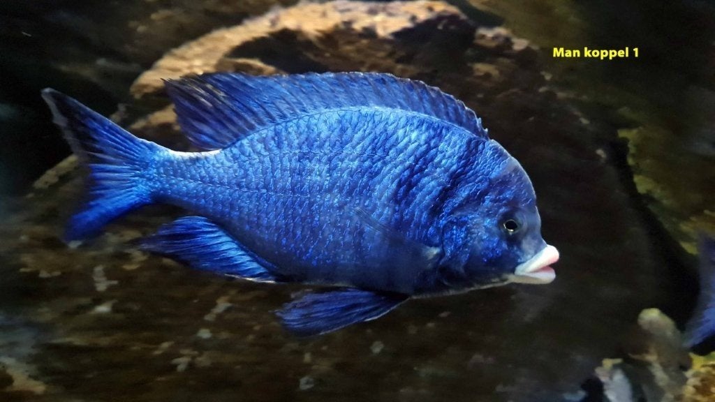 2 Koppels, mooie volwassen Placidochromis mdoka “White Lips”, Dieren en Toebehoren, Vissen | Aquariumvissen, Vis, Zoetwatervis