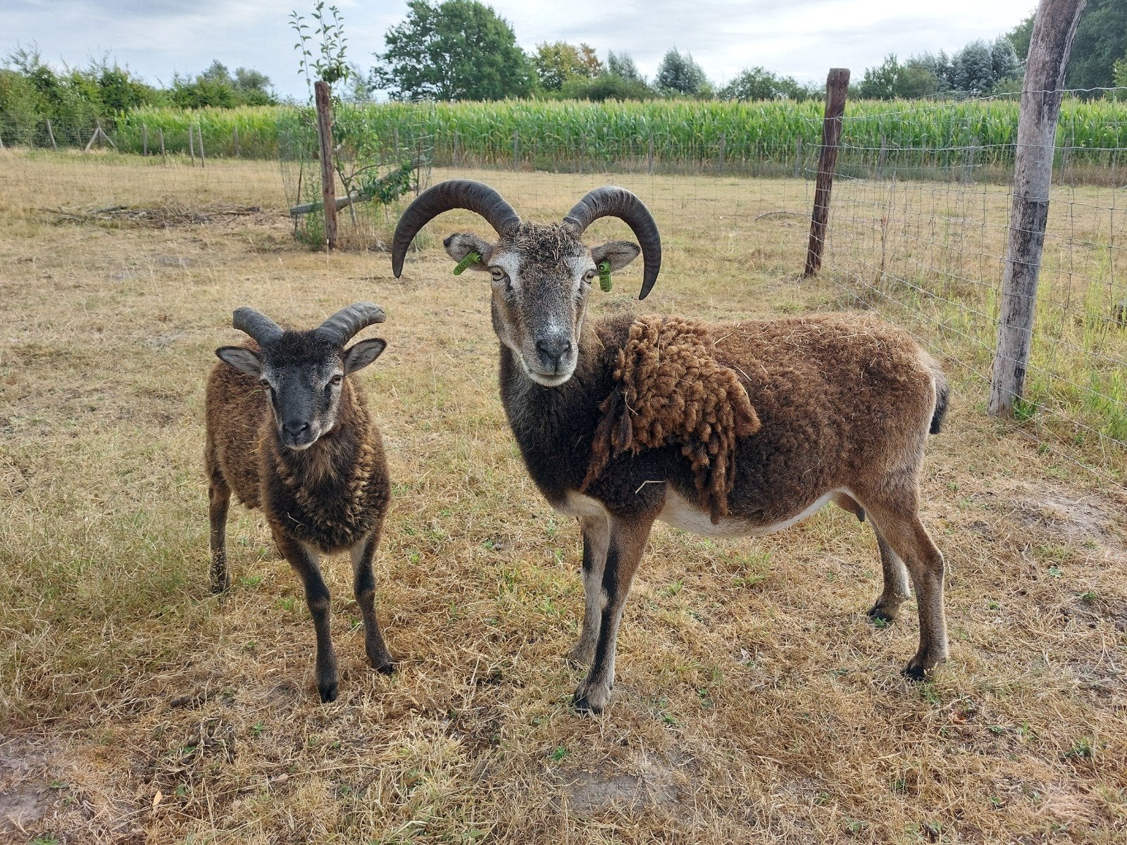 soay rammetje mei 2026, Mâle, Mouton, 0 à 2 ans
