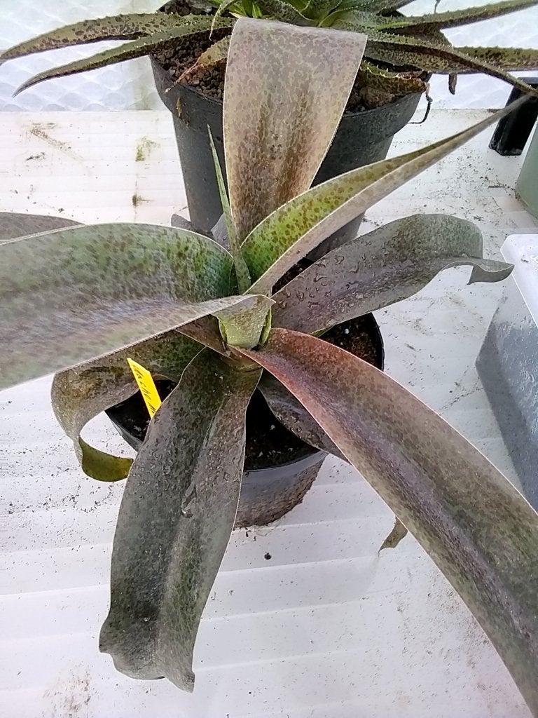mangave Macho Mocha', Tuin en Terras, Ophalen