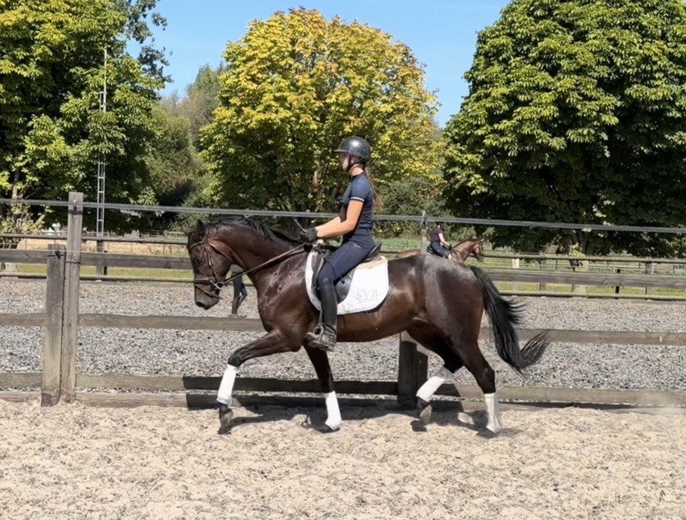 6-jarige ruin v. Fürstenball, net zadelmak, Cheval de dressage, Débourré, 165 à 170 cm, 3 à 6 ans