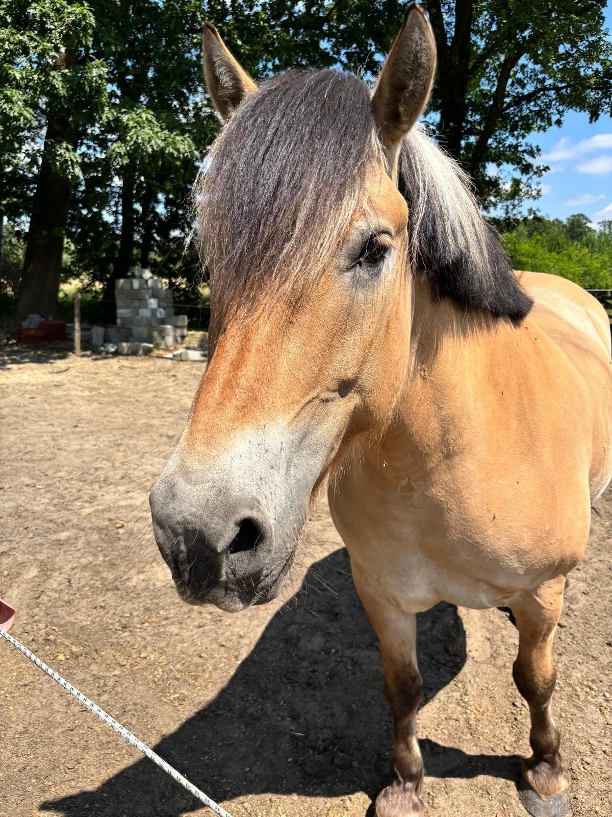 Fjord - recreatiepaard - koudbloed, Animaux & Accessoires, Chevaux, B, Avec puce électronique, Moins de 160 cm, Cheval de récréation
