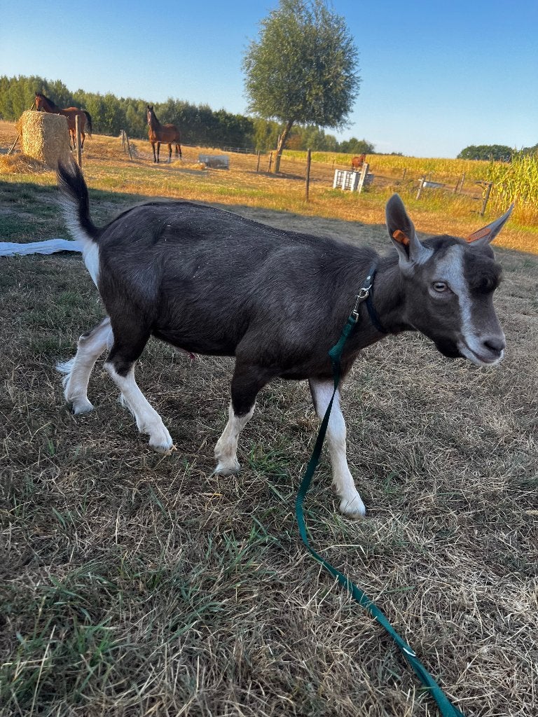 Toggenburger bok, Dieren en Toebehoren, Schapen, Geiten en Varkens, Mannelijk, Geit, 0 tot 2 jaar