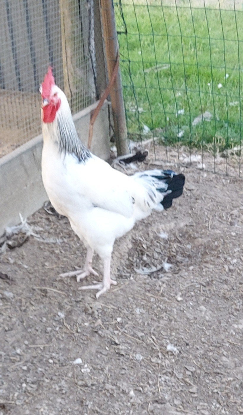 Legkippen sussex, Dieren en Toebehoren