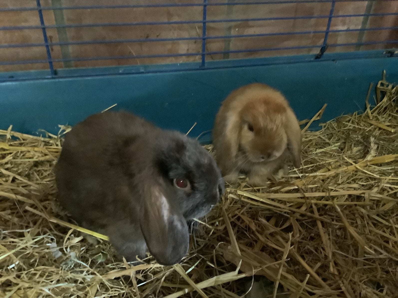 Lapins nains, Sexe inconnu, Oreilles tombantes