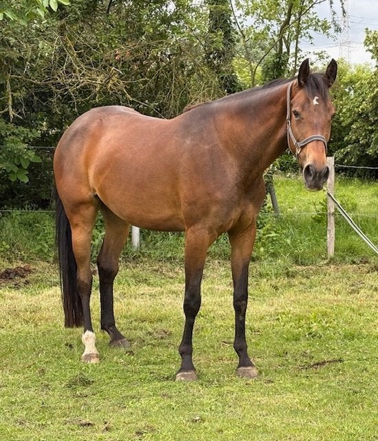 Wandelpaard / Fokmerrie / Draagmoeder / verzorgpaard, 165 à 170 cm, Ne s'applique pas, Avec pedigree, Jument