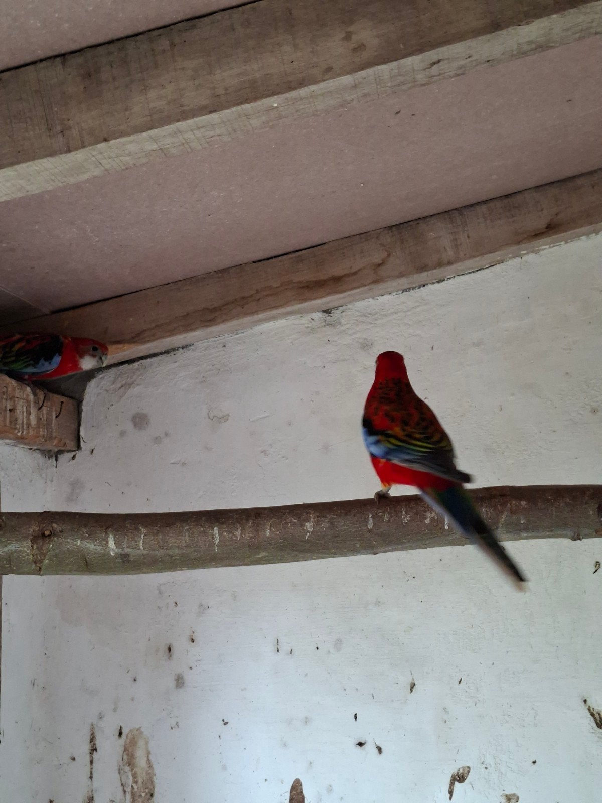 Rosella