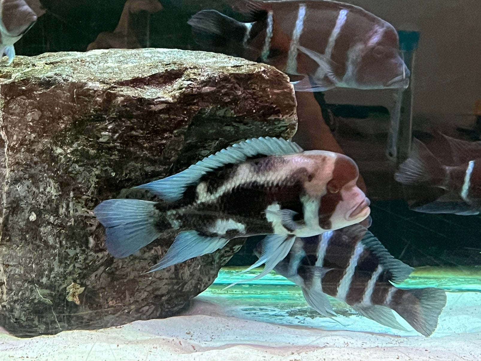 Kweekgroep Black Widow Frontosa’s, Animaux & Accessoires, Poissons | Poissons d'aquarium