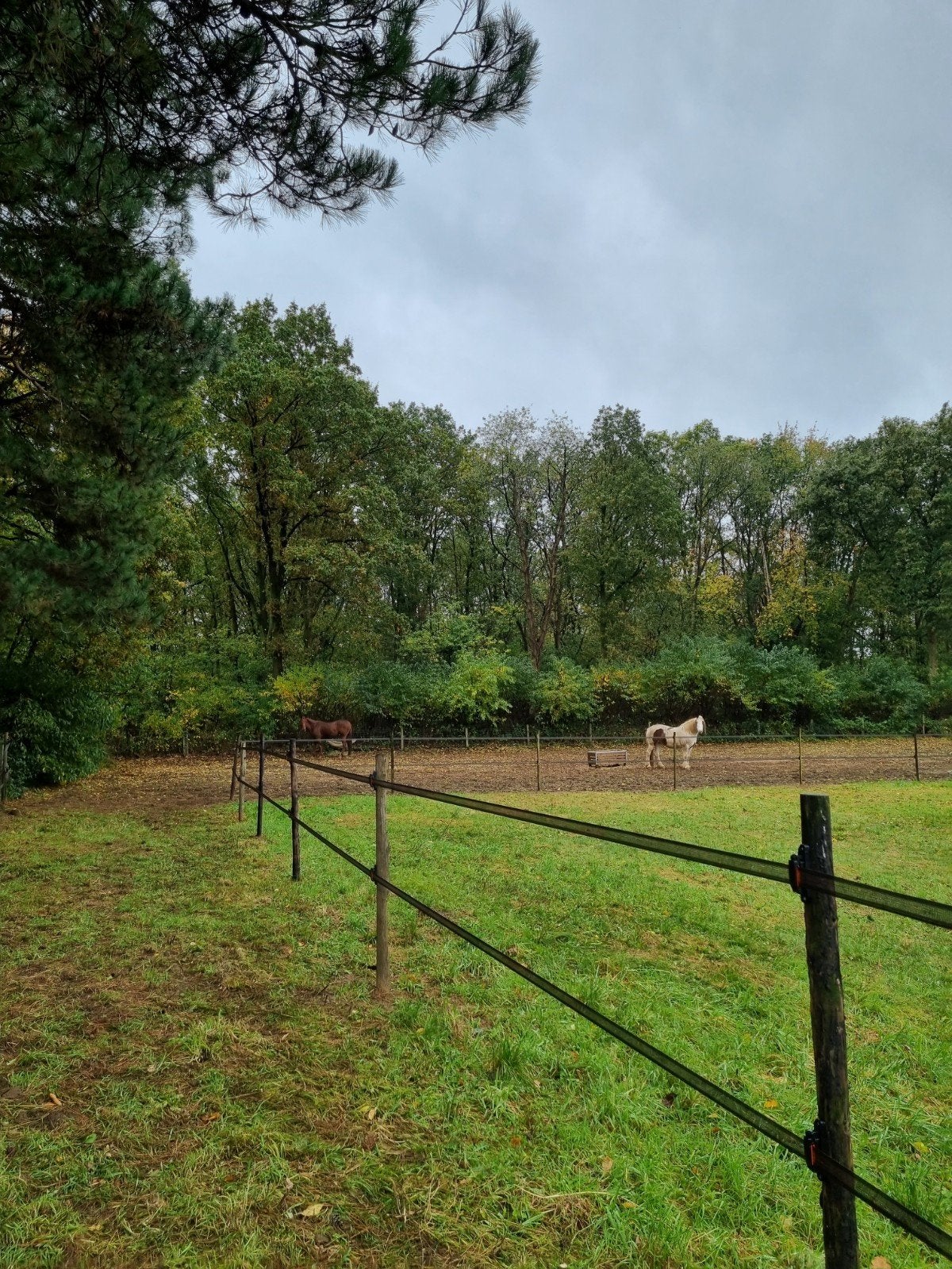 Op zoek naar een nieuw gezinspaard, Dieren en Toebehoren, Paarden, Meerdere dieren