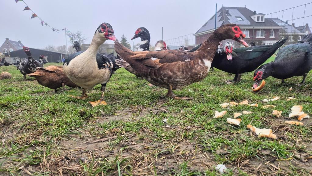 Te koop Barberie eenden