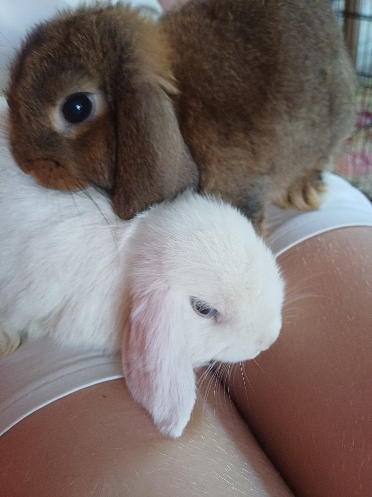 Koppel lieve konijntjes, Animaux & Accessoires, Lapins, Nain, Plusieurs animaux, 0 à 2 ans