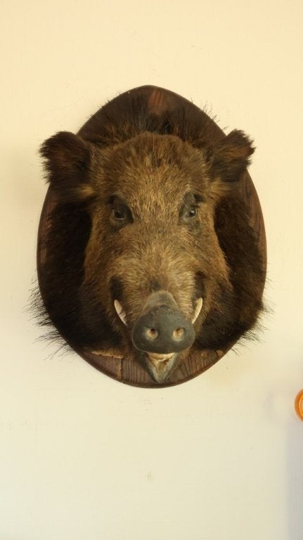 Taxidermie everzwijnkop, Verzamelen, Ophalen, Gebruikt, Wild dier, Gewei of Kop