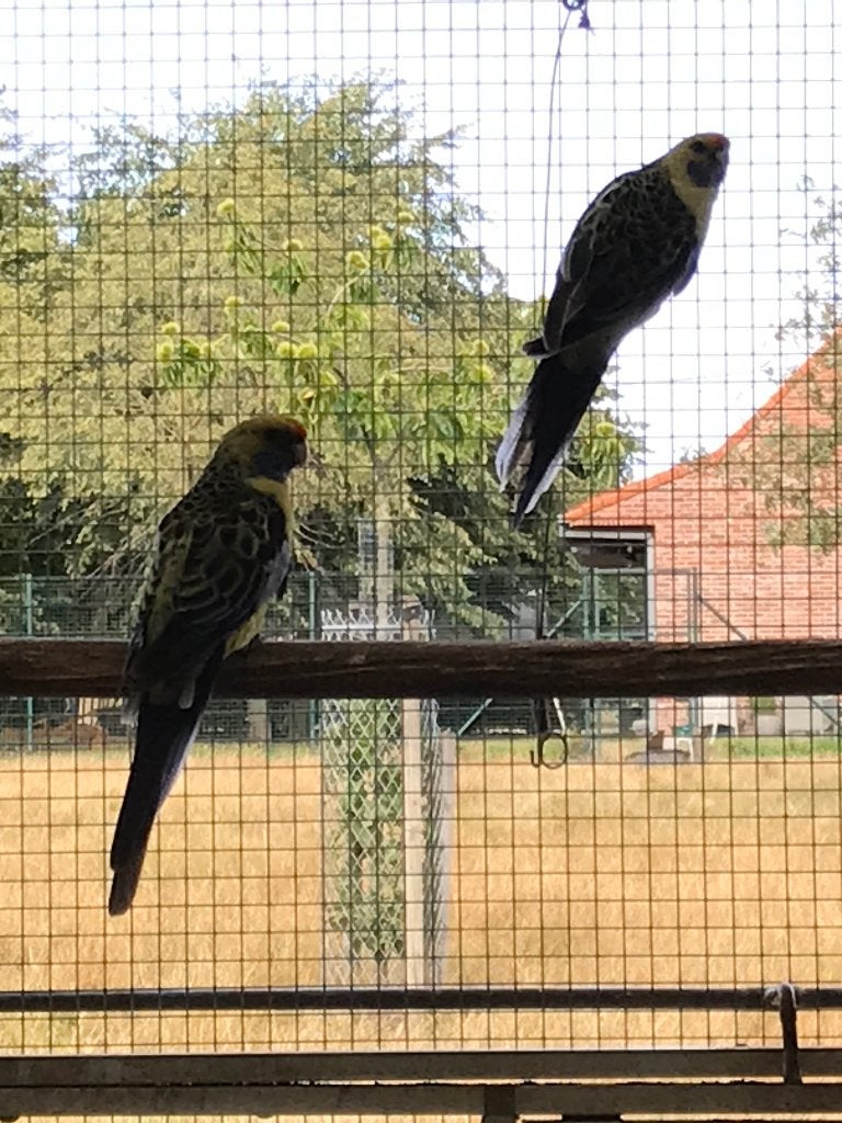 Kweekkoppel strogele rosella’s
