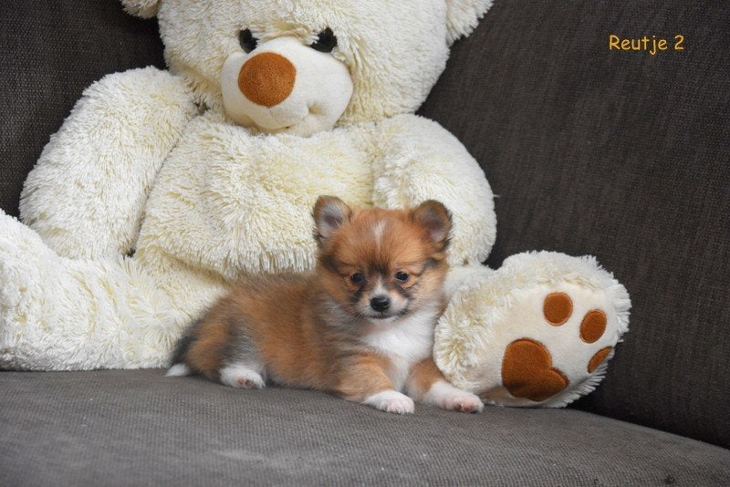 Prachtige Pomchi pupjes, Petit, Maladie de Carré (chiens), Plusieurs, Belgique