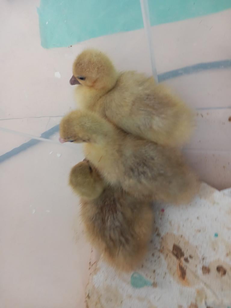 Ganzen kuikens, Dieren en Toebehoren