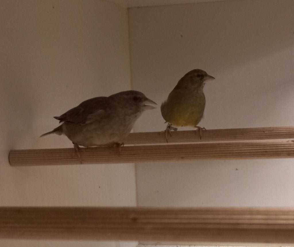 Groenvink, Dieren en Toebehoren