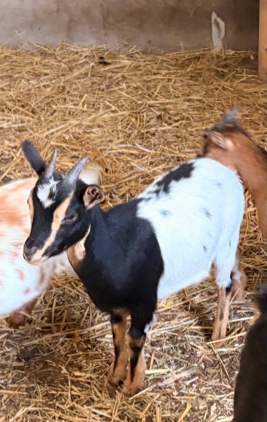 2 jonge miekes en mieke met betje te koop, Dieren en Toebehoren