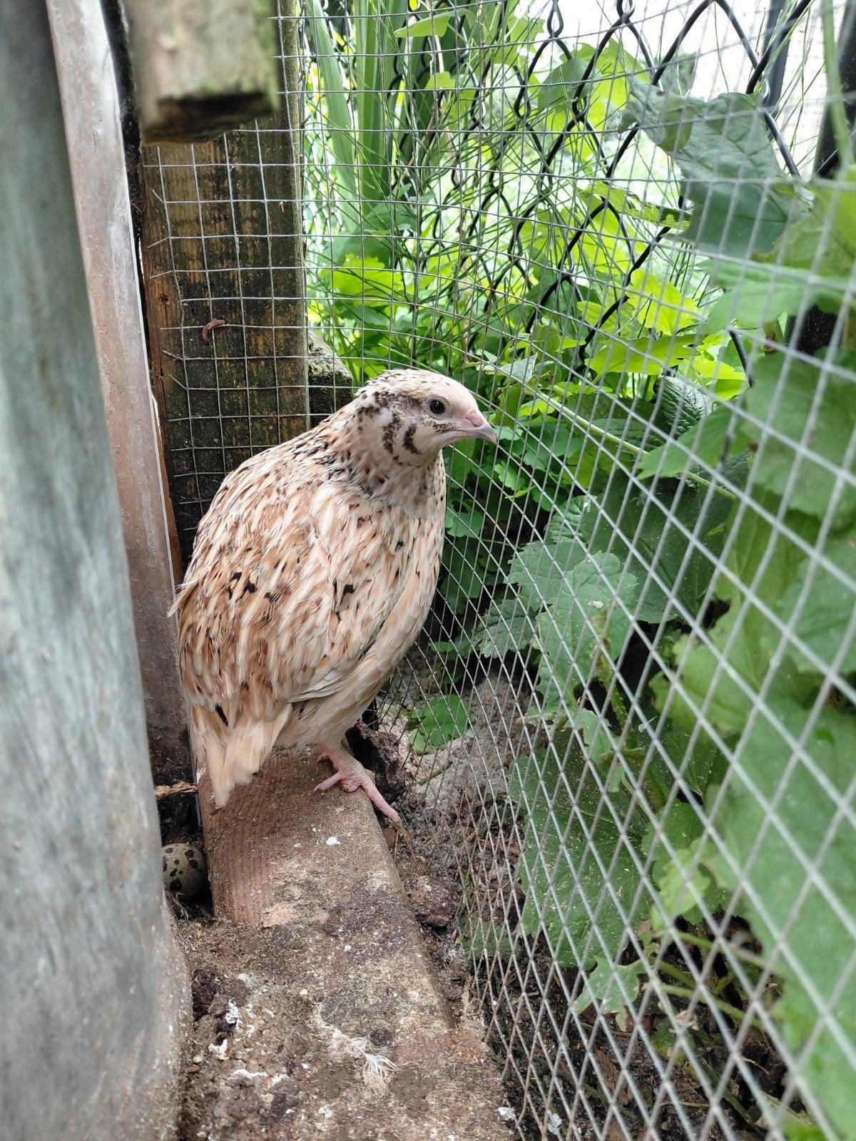 Japanse kwartels te koop, Dieren en Toebehoren
