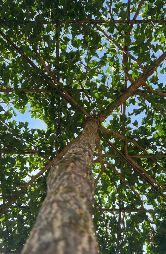 Ginkgo biloba japanse notenboom, Ophalen of Verzenden