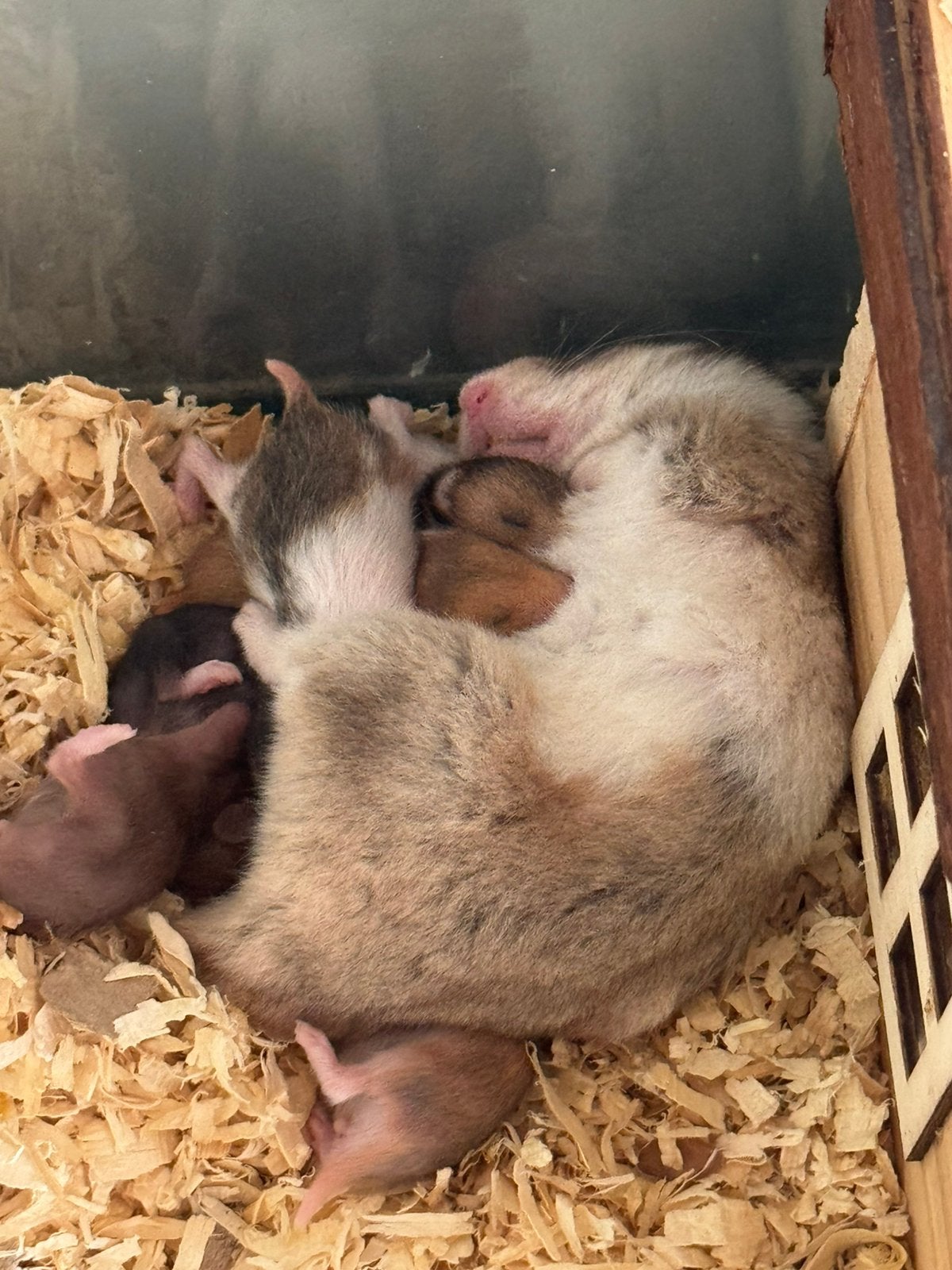 Goudhamsters, Dieren en Toebehoren, Hamster, Juni, Meerdere dieren, Tam