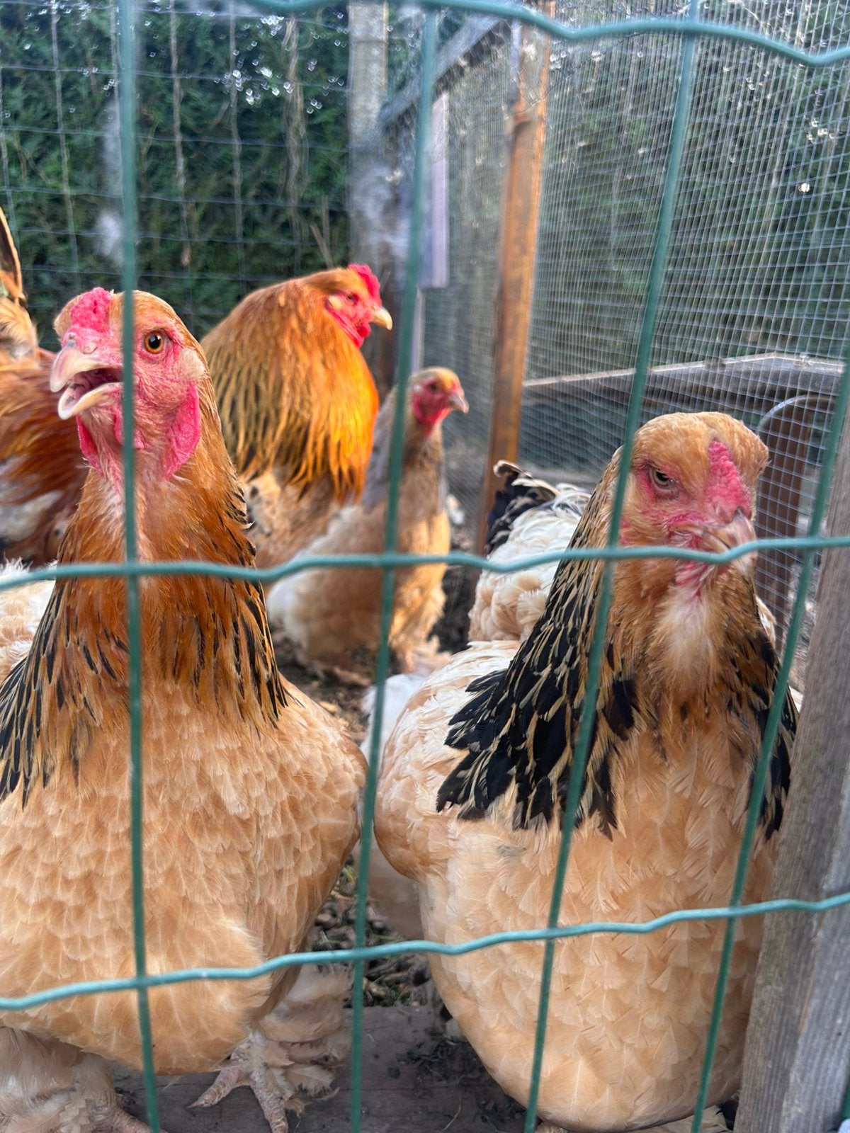 Œufs à éclore de Brahma de différentes couleurs, Plusieurs animaux, Poule ou poulet