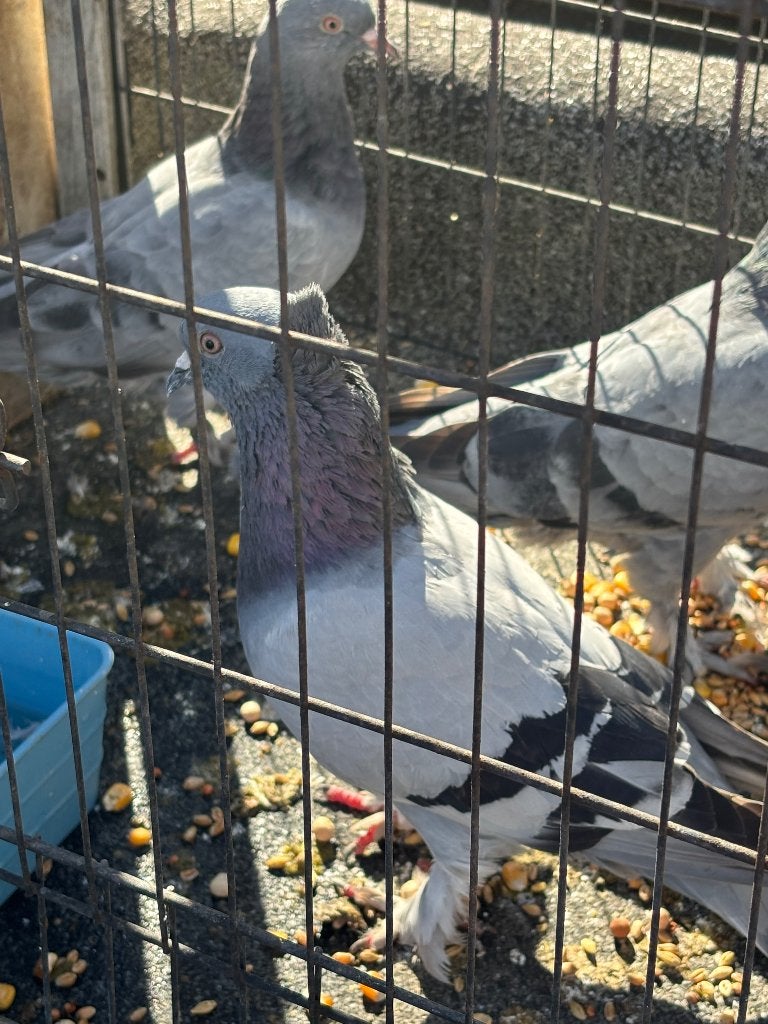 Turkse takla duiven, Dieren en Toebehoren