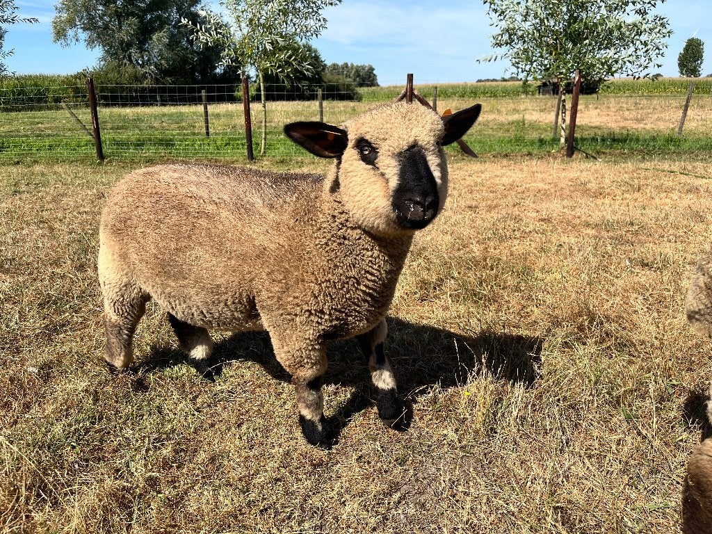 2 hampshire down ooi, Dieren en Toebehoren, Vrouwelijk, Schaap, 0 tot 2 jaar