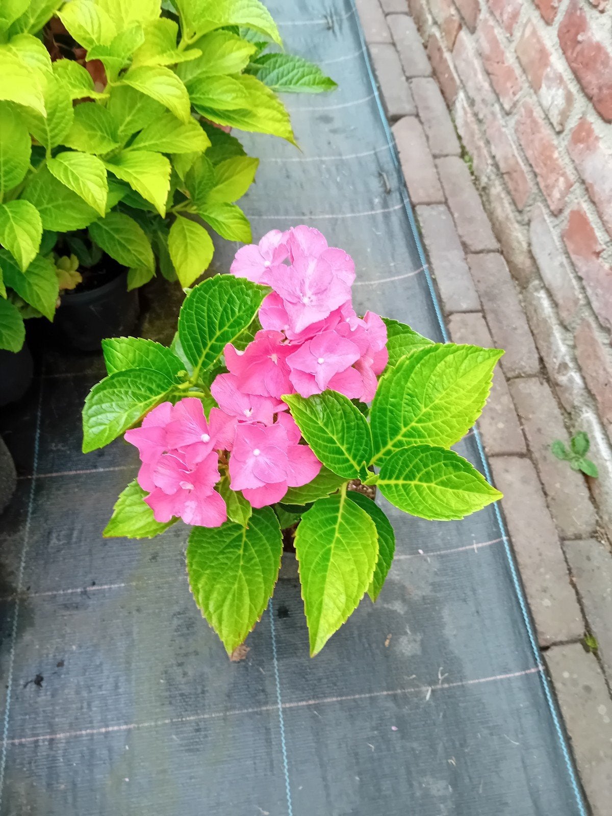 Boeren Hortensia's, Jardin & Terrasse, Enlèvement