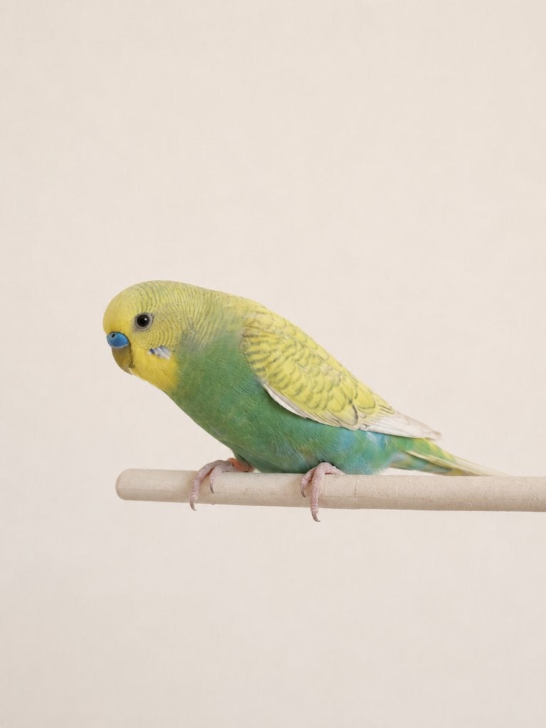 Jonge grasparkieten 2026 – mooie kleuren, Plusieurs animaux, Perruche, Bagué
