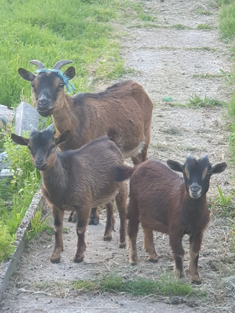 Chèvre nain 2 chevreaux, Animaux & Accessoires, Femelle, Chèvre