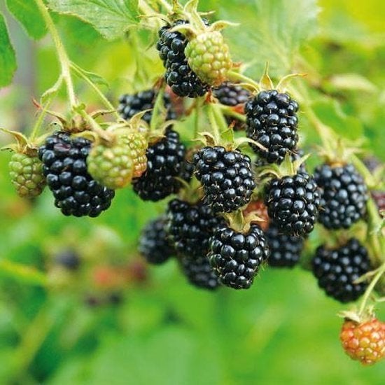 Braambes 'black satin', Jardin & Terrasse, Plantes | Arbres fruitiers, Autres espèces, 100 à 250 cm, Plein soleil, Été, Enlèvement
