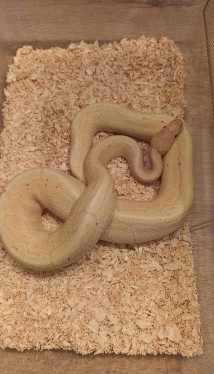Ball python 1.0 Banana Spider Ball Python - male for sale from nephtys