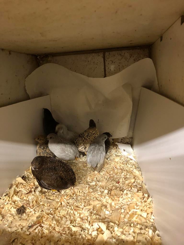 Chinese dwergkwartel, Dieren en Toebehoren, Vogels | Duiven
