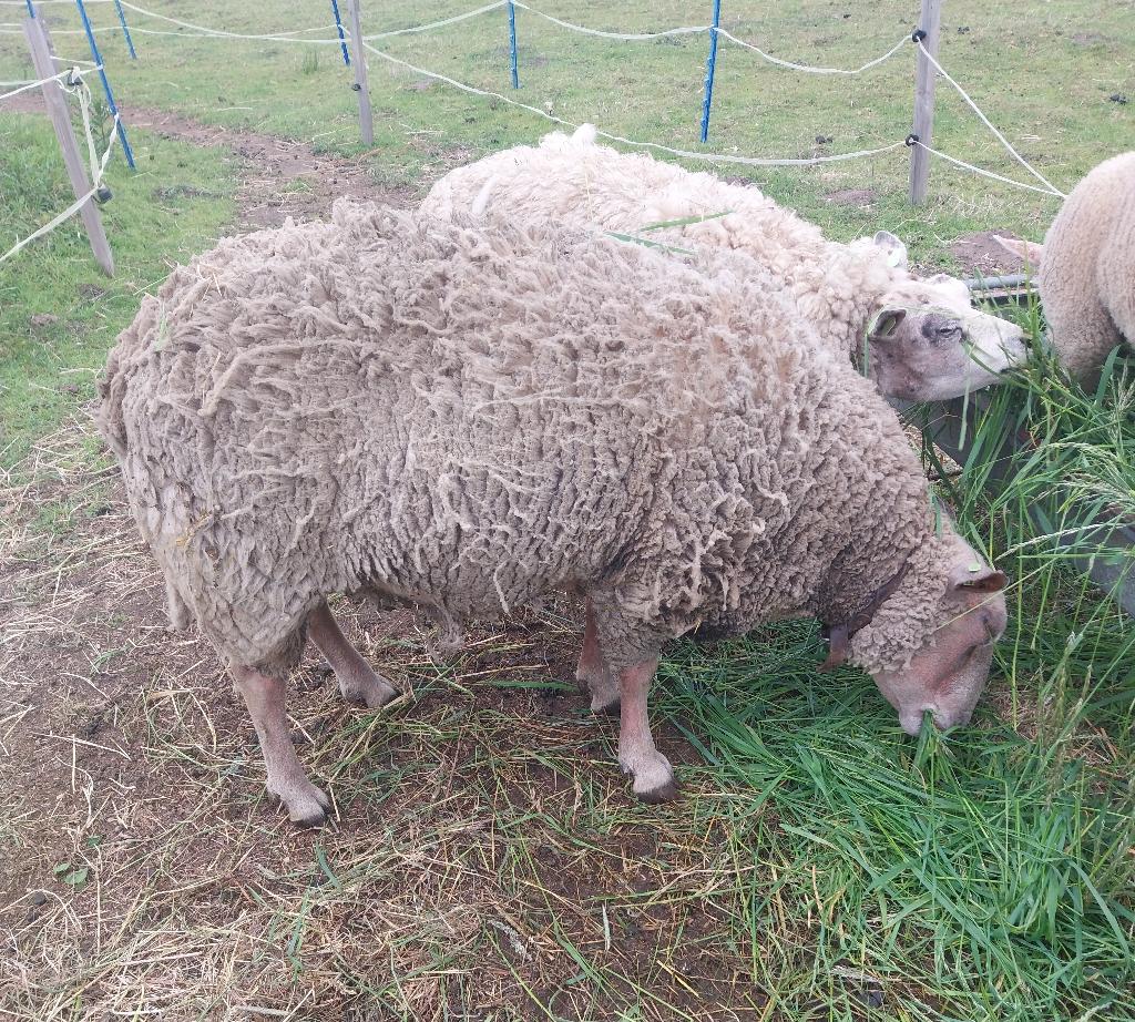 Charollais ram, Dieren en Toebehoren, Schapen, Geiten en Varkens, Mannelijk, Schaap, 3 tot 5 jaar