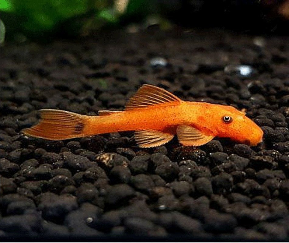 Ancistrus Sp. Red Short Fin, Dieren en Toebehoren, Vis, Zoetwatervis, Schoolvis
