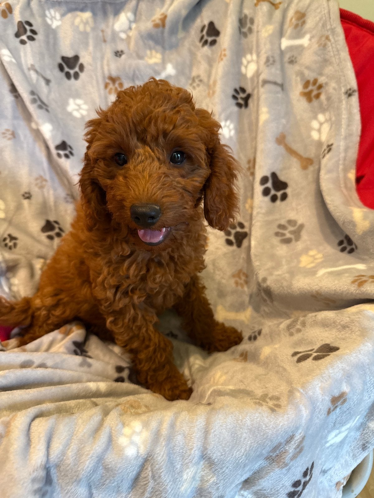 Chiots caniches, 8 à 15 semaines, Plusieurs, Éleveur | Loisir, Caniche
