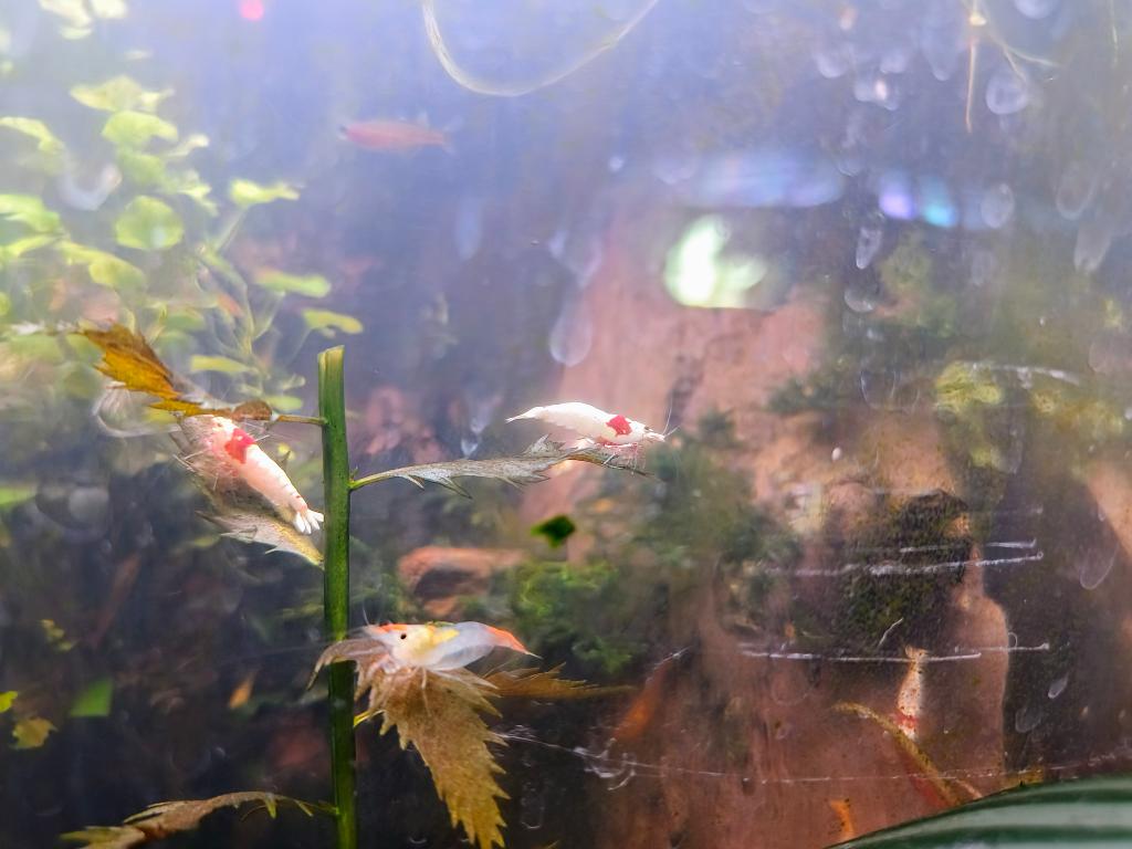 Oranje Rili Garnalen, Dieren en Toebehoren, Kreeft, Krab of Garnaal, Zoetwatervis, Schoolvis