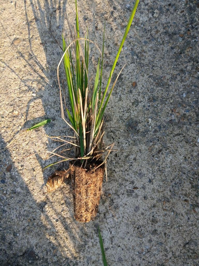 Siergrassen Panicum bijna gratis, Ophalen, Siergrassen
