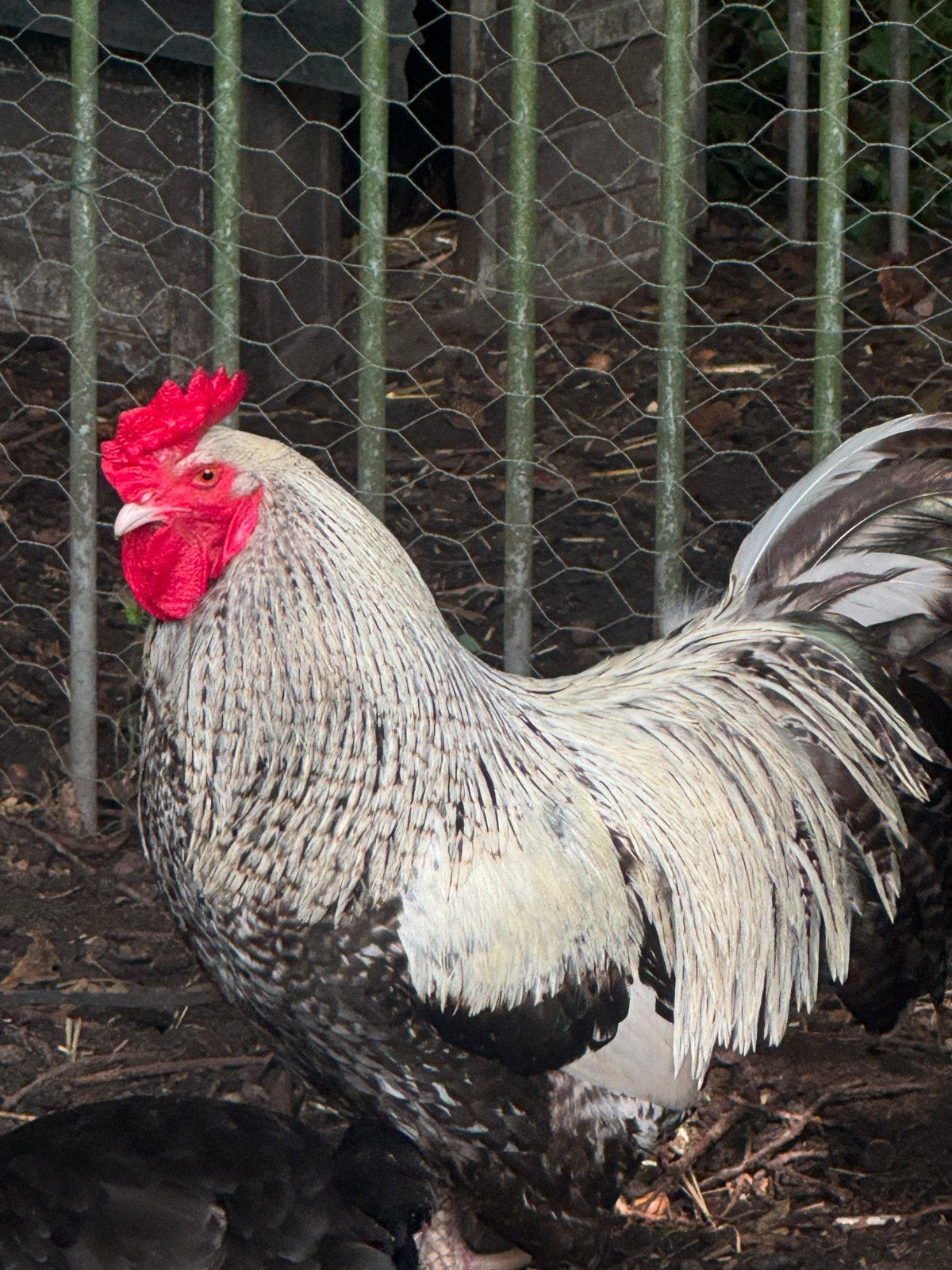 Zeer mooie grote haan. Vader is een Mechelse koekoek., Dieren en Toebehoren, Pluimvee