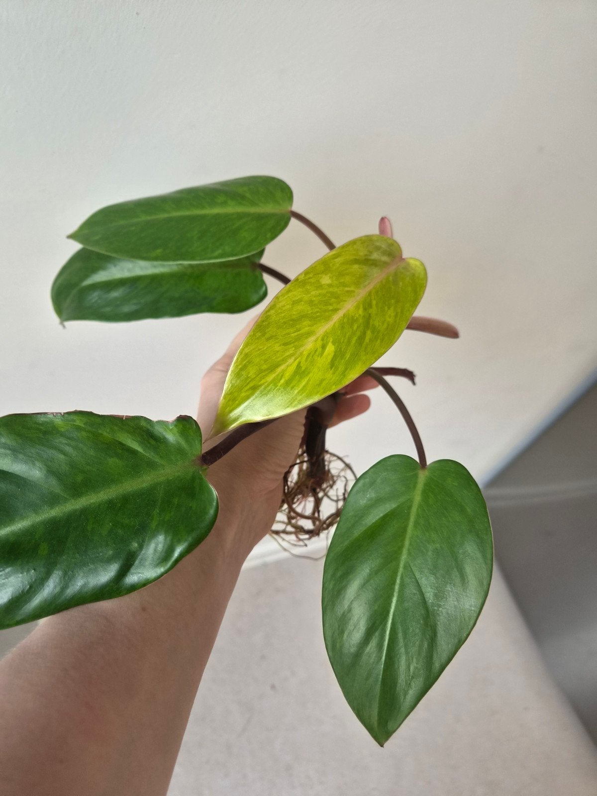 Philodendron painted lady.