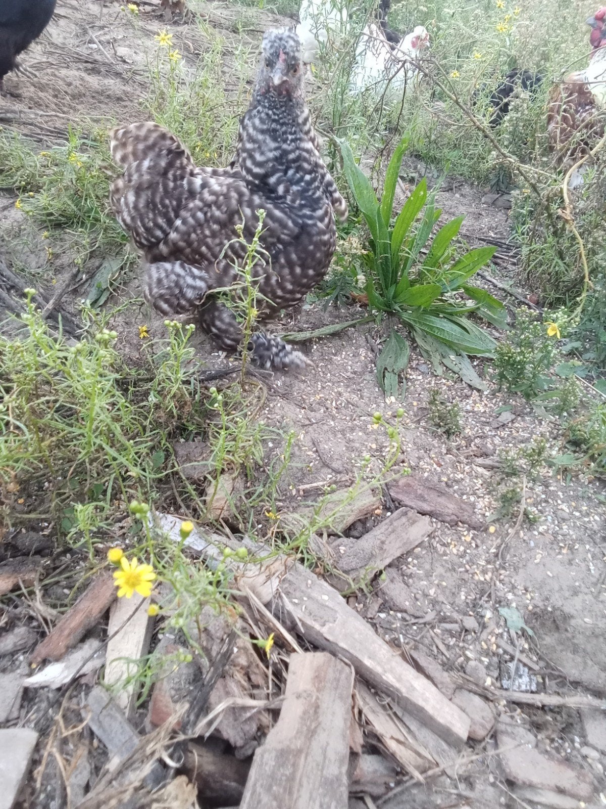 3 kippen te koop. - mix., Dieren en Toebehoren