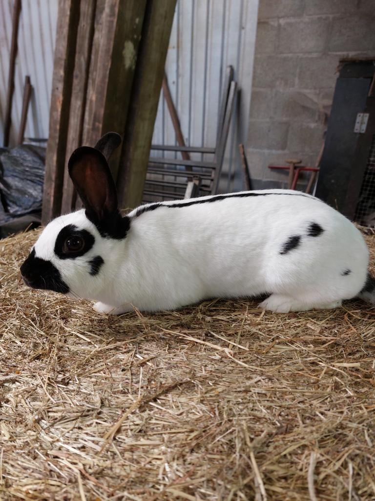Mooi getekende vlinder voedster, Dieren en Toebehoren, Konijnen, Vrouwelijk, Middelgroot, 0 tot 2 jaar
