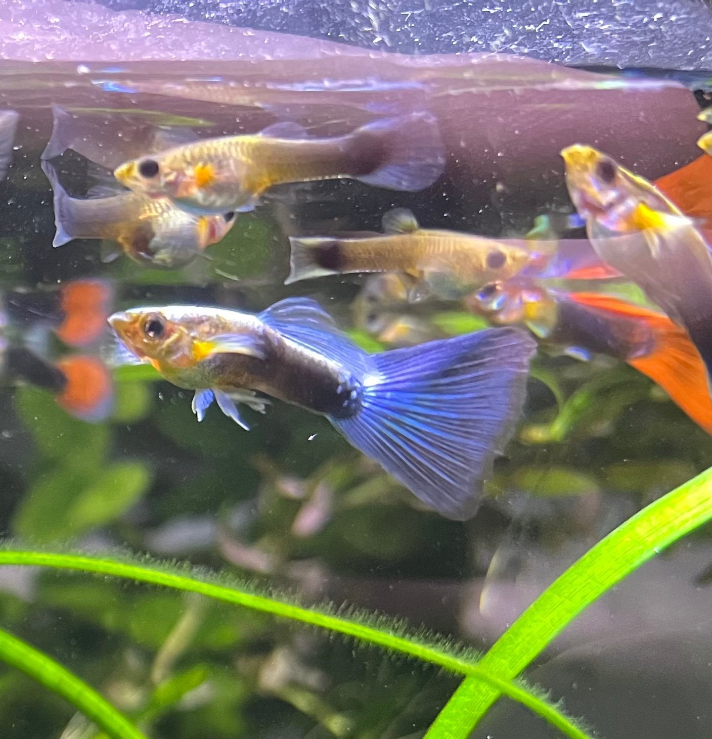 Guppies eigen kweek, Poisson, Poisson d'eau douce