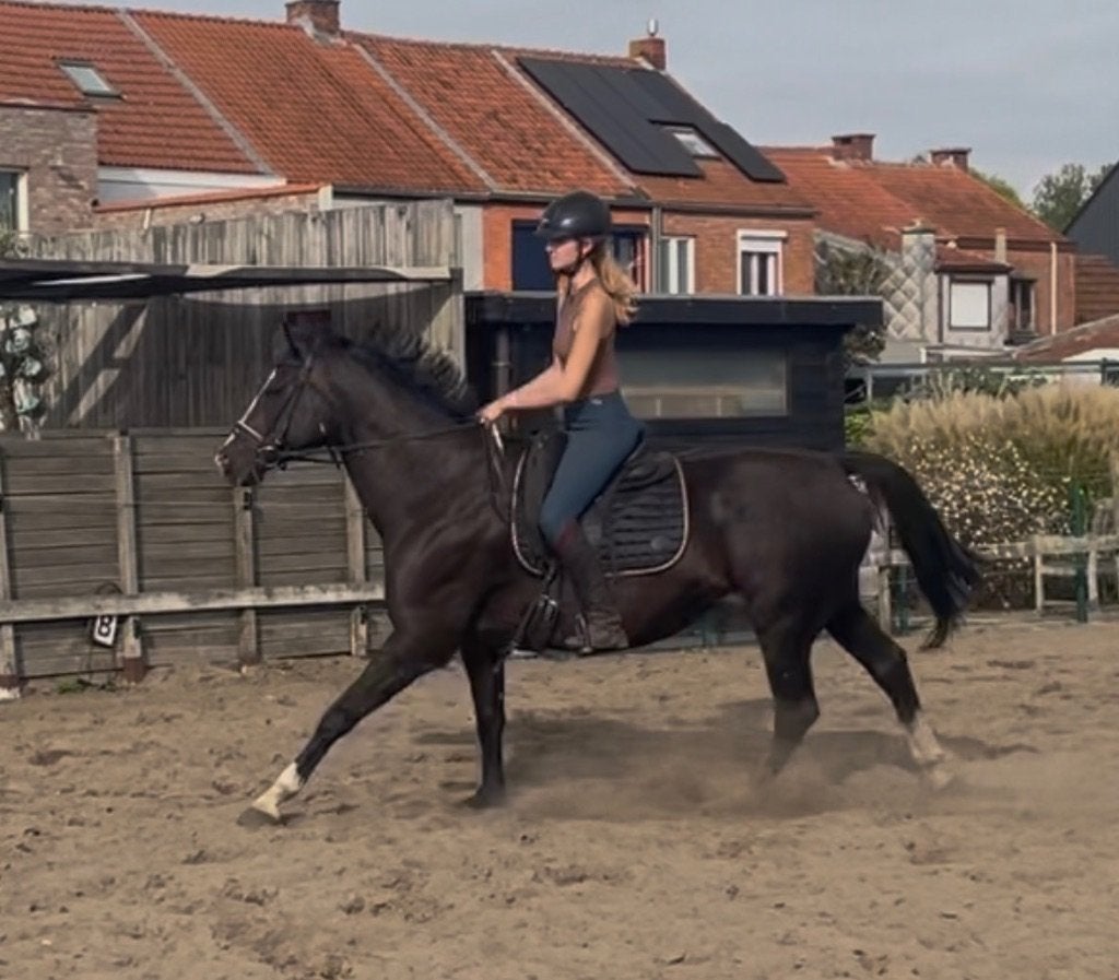 13 jarige Jazz x Rossini merrie (bespreekbaar), Dieren en Toebehoren, Merrie, Met stamboom, B, Dressuurpaard