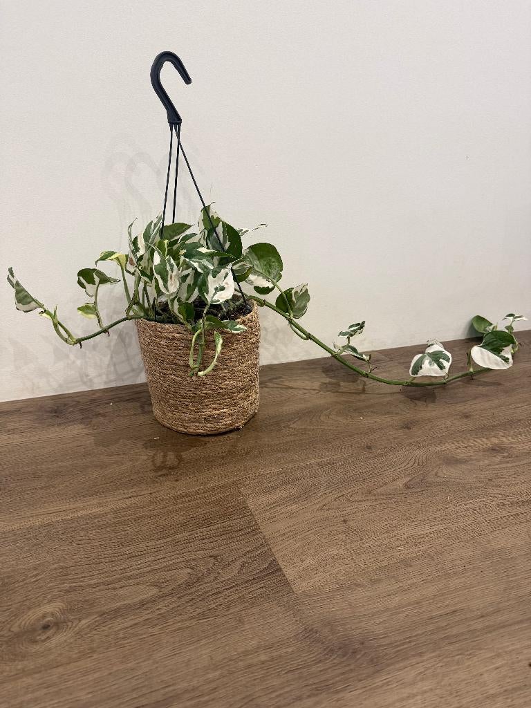 Epipremnum Aureum N'Joy, Huis en Inrichting, Kamerplanten, Overige soorten, Minder dan 100 cm, Groene kamerplant, Halfschaduw